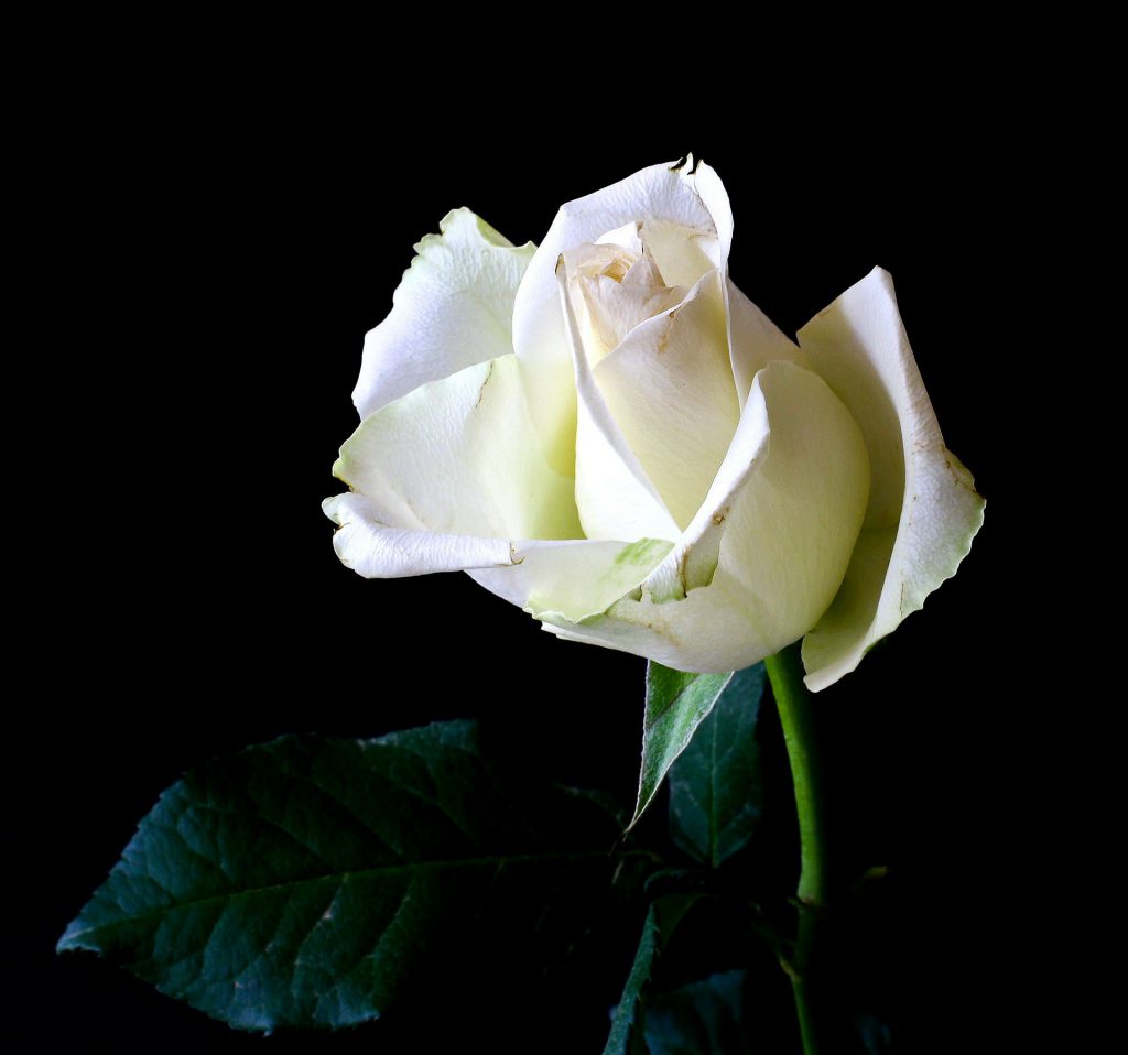 Anniversaire d'un décès : envoyer des fleurs - Des Obsèques